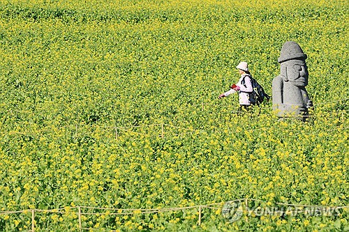 화창한 날씨를 보인 19일 오후 제주 서귀포시 남원읍 휴애리 자연생활공원을 찾은 입장객이 유채밭에서 제주 특유의 정취를 즐기고 있다. [서귀포=연합뉴스]