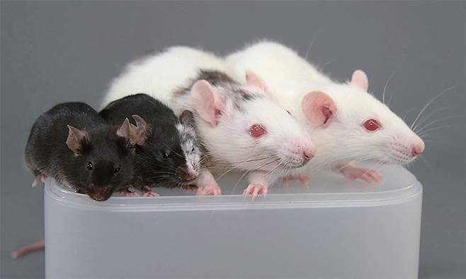 왼쪽부터 생쥐, 시궁쥐 줄기세포를 가진 생쥐, 생쥐 줄기세포를 가진 시궁쥐, 일반 시궁쥐. 나카우치 스탠퍼드대 교수는 시궁쥐에서 생쥐 줄기세포로 자라난 췌장을 당뇨병에 걸린 생쥐에게 이식해 치료했다. 사진 미 스탠퍼드대