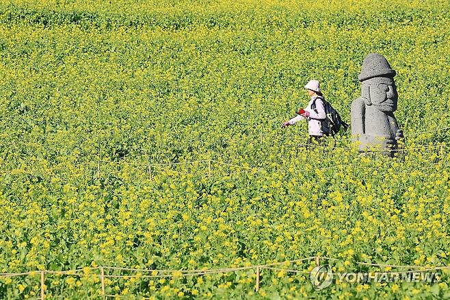 혼돈의 계절? (서귀포=연합뉴스) 박지호 기자 = 화창한 날씨를 보인 19일 오후 제주 서귀포시 남원읍 휴애리 자연생활공원을 찾은 입장객이 유채밭에서 제주 특유의 정취를 즐기고 있다. 2023.11.19 jihopark@yna.co.kr