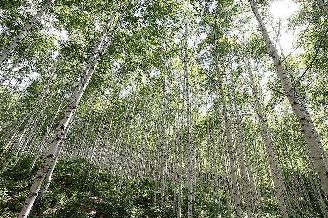 강원도 인제 원대리 자작나무 숲. 나무들끼리 땅 속 균사망을 통해 영양분을 주고받는 사실이 실험을 통해 확인됐다.