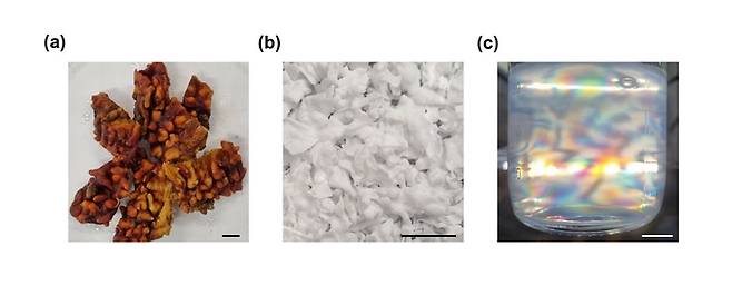 건조한 멍게 껍질(a)에서 추출한 셀룰로오스(b)와 광학적 특성을 보여주는 나노셀룰로오스(c).