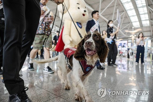 25일 오후 인천국제공항 제1터미널 출국장에서 마약 탐지견 유로와 관체성 직원들이 마약류 밀반입 예방 캠페인을 펼치고 있다. 관세청은 이날부터 다음 달 31일까지 전국 주요 공항세관을 중심으로 출국 여행객 등을 대상으로 마약류 밀반입 예방 캠페인을 진행한다. [영종도=연합뉴스]