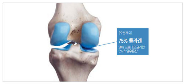 연골