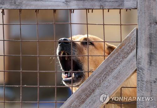 러시아 동물센터에서 보호 중인 유기견. TASS 연합뉴스