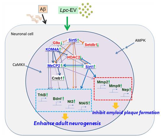 알츠하이머치매에 대한 락토바실러스 EV의 작용기전.[안전성평가연구소 제공]