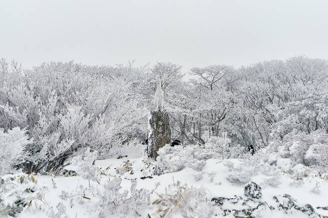 한라산 1100도로 겨울 풍경. 제주관광공사 제공