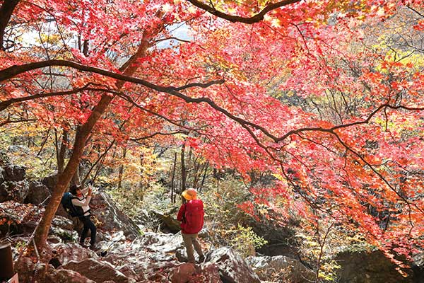 단풍나무 아래의 붉은 그늘.