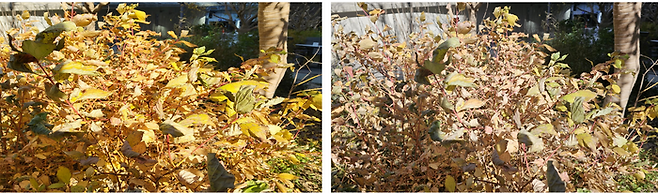 갤럭시점프3(왼쪽)와 갤럭시S23울트라로 찍은 KT디지코 가든.ⓒ데일리안 남궁경 기자