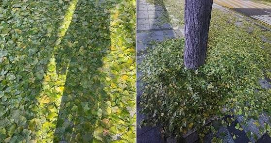 은행나무 잎이 노랗게 물들지 못한 채 우수수 떨어져 있는 모습. 사진 박진희 배우 인스타그램, 지현영 녹색전환연구소 변호사 페이스북 캡처