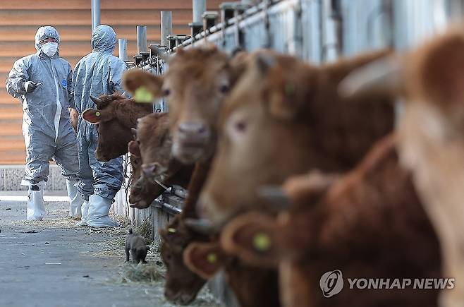 럼피스킨 백신 접종 [연합뉴스 자료 사진]