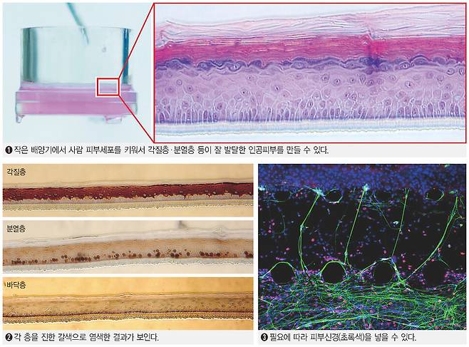 정석 고려대 교수팀(원지희·안진철) 제공