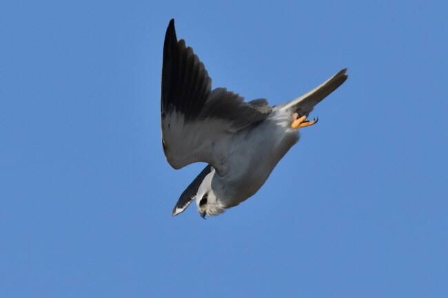 찰나의 동작이 사냥의 성패를 가른다.