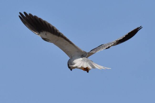 풀숲을 뚫어져라 노려본다. 사냥감을 찾은 것 같다.