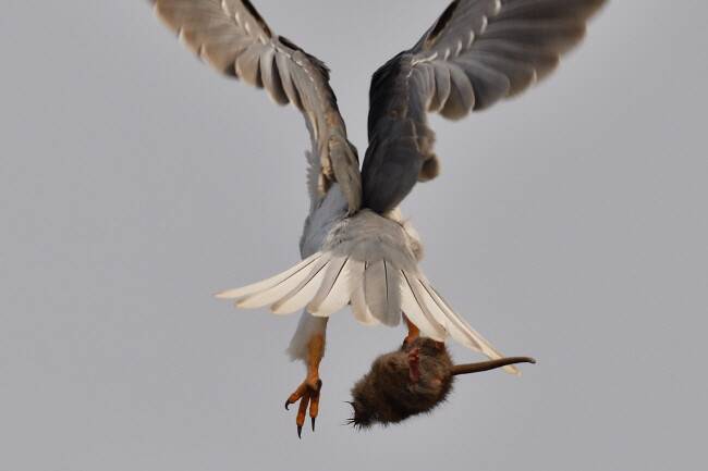 먹이를 먹을 때가 가장 불안하다. 다른 맹금류의 공격을 받아 먹이를 빼앗길 수 있기 때문이다. 더 안전한 곳을 찾아 자리를 뜨는 검은어깨매.