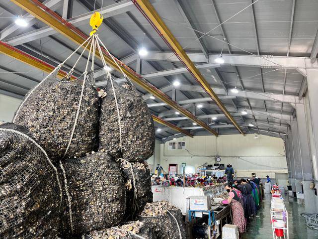 23일 경남 통영의 한 굴 작업장에서 굴 채취 작업이 한창 진행 중이다. 통영=변태섭 기자