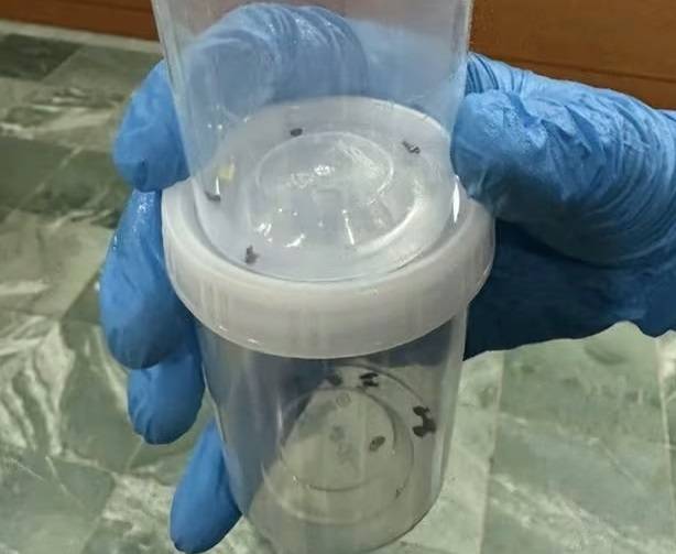 전남 목포의 한 찜질방에서 나온 빈대. 목포시