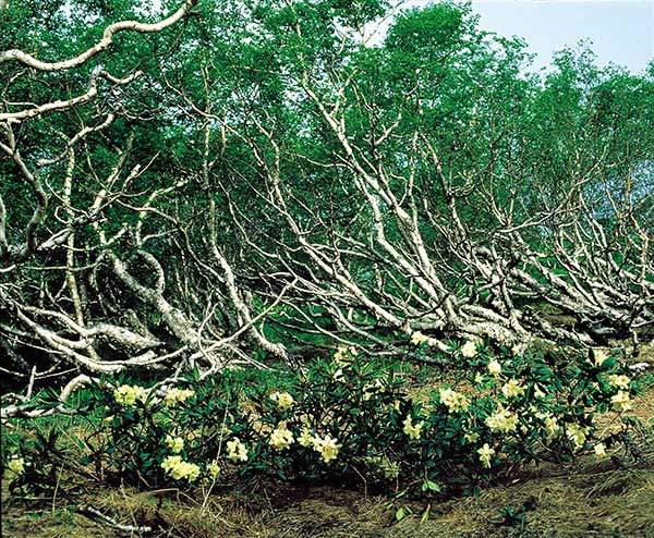 거제수나무보다 훨씬&nbsp;북쪽이나 높은 곳에서 자라는&nbsp;사스레나무 역시 추위에&nbsp;적응하기 위해 자작나무와&nbsp;같이 시리도록 하얀 수피를&nbsp;가지고 있다.