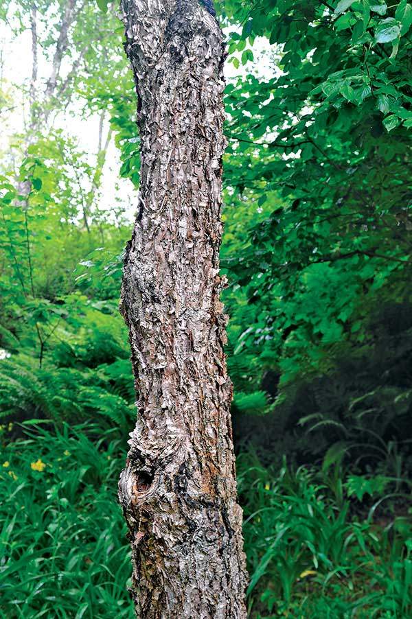 거제수나무, 자작나무,&nbsp;사스레나무와 같은 집안인&nbsp;물박달나무는 전국 산야의&nbsp;물가나 저지대에서 자란다.&nbsp;물박달나무의 수피 역시&nbsp;희끗하고 종잇장처럼&nbsp;얇은 수피를 가지고&nbsp;있지만, 찢어지는 모습이&nbsp;덕지덕지하다.