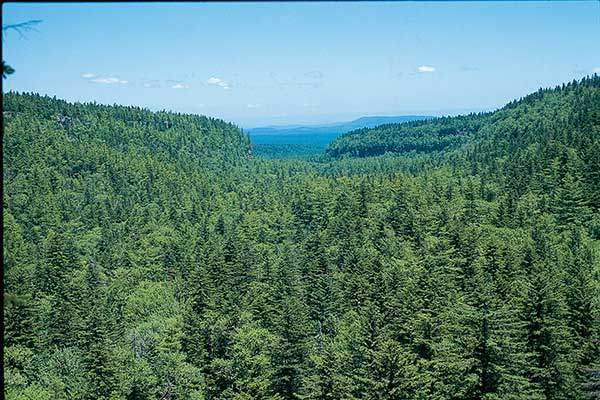 백두산의 중국 쪽,&nbsp;가문비나무와 자작나무의&nbsp;환상조합. 삼각형의 가문비나무&nbsp;사이로 자작나무의 둥근 수형이&nbsp;어울려 있다. 겨울이 되어&nbsp;자작나무 잎이 떨어지면 초록&nbsp;가문비나무와 하얀 자작나무의&nbsp;수형이 극명한 대비를 이루며&nbsp;환상적인 경관을 연출한다.