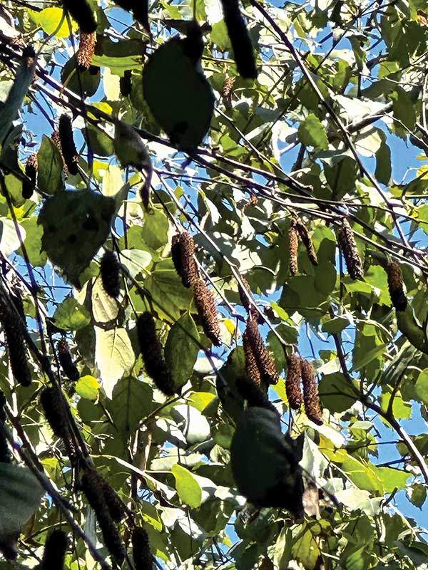 자작나무 열매. 가을이면&nbsp;씨앗다발이 짙은 갈색으로&nbsp;익어간다. 낙엽이 진 후 날개&nbsp;달린 씨앗들은 다시 바람을&nbsp;타고 날아올라 숲 여기저기로&nbsp;퍼져간다.