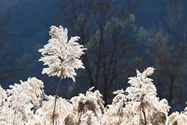 농암종택 부근 강변에 갈대가 햇살을 가득 품고 있다.