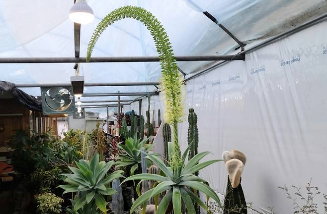 ▲100년에 한 번 피는 꽃으로 알려진 희귀한 ‘아가베’ 꽃이 광주광역시 광산구 초록화원 하우스 내에서 만개해 큰 관심을 모으고 있다.