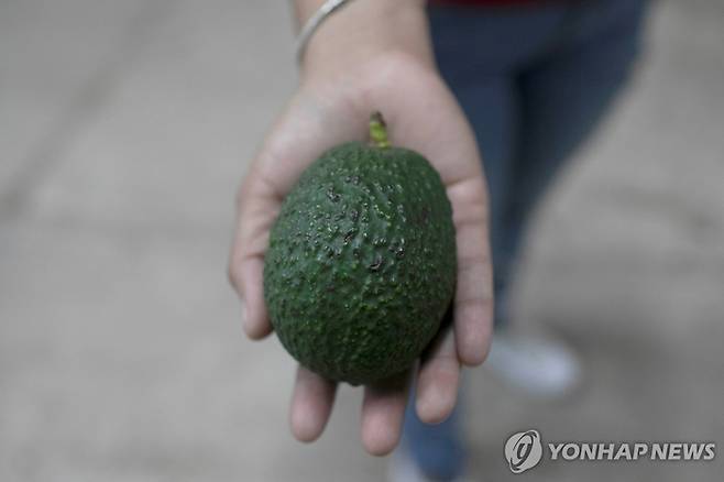 미국 아보카도 수요를 따라잡기 위해 멕시코 숲이 파괴되고 있다. [사진출처 = 연합뉴스]