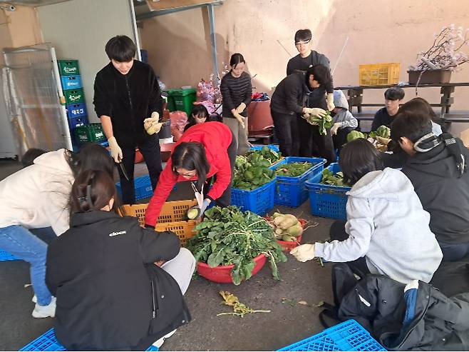 학생들이 김장을 담기 위해 직접 키운 배추와 무를 손질하고 있다.부산시교육청 제공