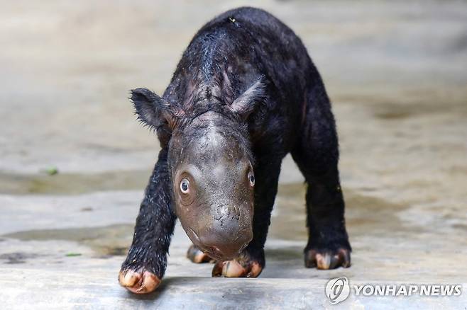 새끼 수마트로 코뿔소 지난 26일 인도네시아 환경산림부가 촬영한 태어난 지 이틀 된 새끼 수마트라 코뿔소
[AFP 연합뉴스 자료사진. 재판매 및 DB 금지]