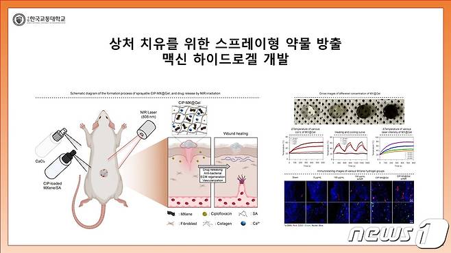 30일 한국교통대와 서울대 연구팀이 상처 치유를 위한 맥신 하이드로젤을 개발했다고 밝혔다. 사진은 상처 치유 실험도.(교통대 제공)2023.11.30/뉴스1