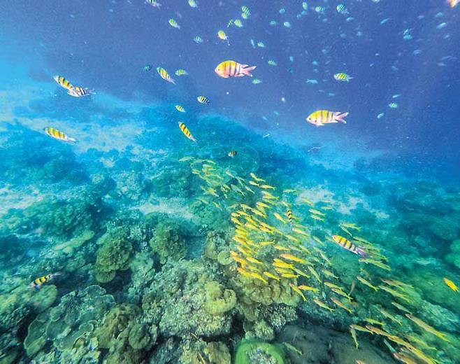 태국 끄라비주 안다만해에 있는 코하 섬 인근 바닷속 풍경. /피말라이 리조트·헤븐스 포트폴리오