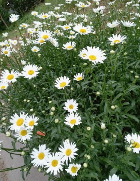 우리나라 어디에서나 볼 수 있는 개망초 꽃