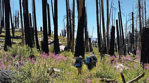 수년 전 화재로 불탄 요세미티국립공원. 아직도 불 냄새가 가시지 않고 있다.