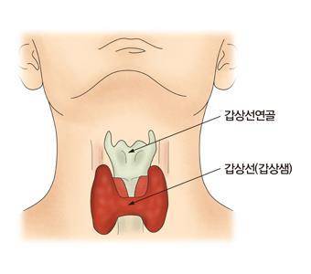 갑상선 [출처: 서울아산병원]