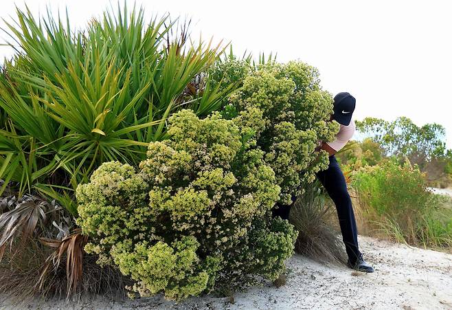 타이거 우즈가 1일 바하마 올버니 골프코스에서 열린 히어로 월드 챌린지 1라운드 15번홀 덤불 사이에서 샷을 하고 있다./AFP 연합뉴스