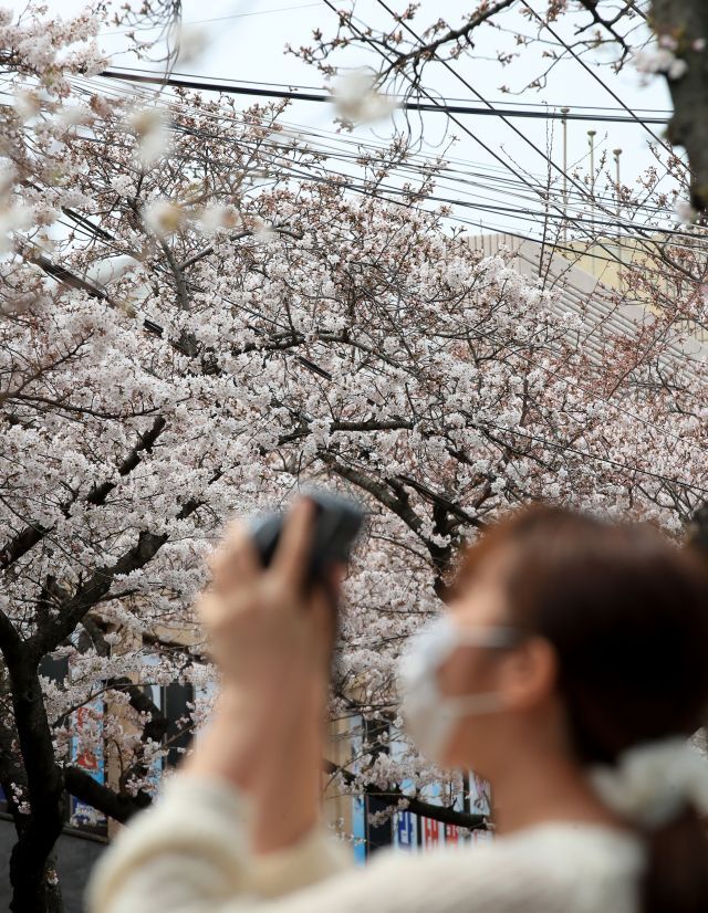 지난해 봄 제주시 삼도1동 거리를 찾은 시민들이 휴대전화 카메라로 벚꽃을 촬영하며 봄 계절을 만끽하고 있다. 뉴시스