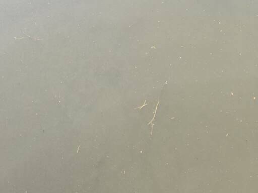 30일 오후 인천 연수구 승기철교 인근 승기천의 물이 탁하고 악취가 풍긴다. 물 위에는 나뭇가지와 쓰레기가 떠다니고 있다. 하천 위에 있는 다리에서 촬영한 사진. 황남건기자