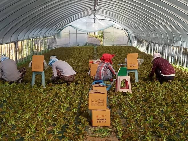 채소 농장에서 일하는 외국인 노동자들 [김달성 목사 제공]