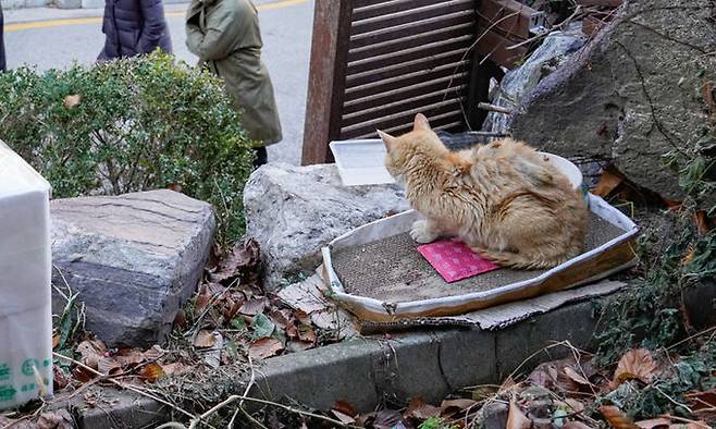 서울 종로구 성균관대학교 인근에 마련된 길고양이 집에서 한 고양이가 누군가 놓고 간 핫팩에 앉아 지나가는 사람들을 바라보고 있다.