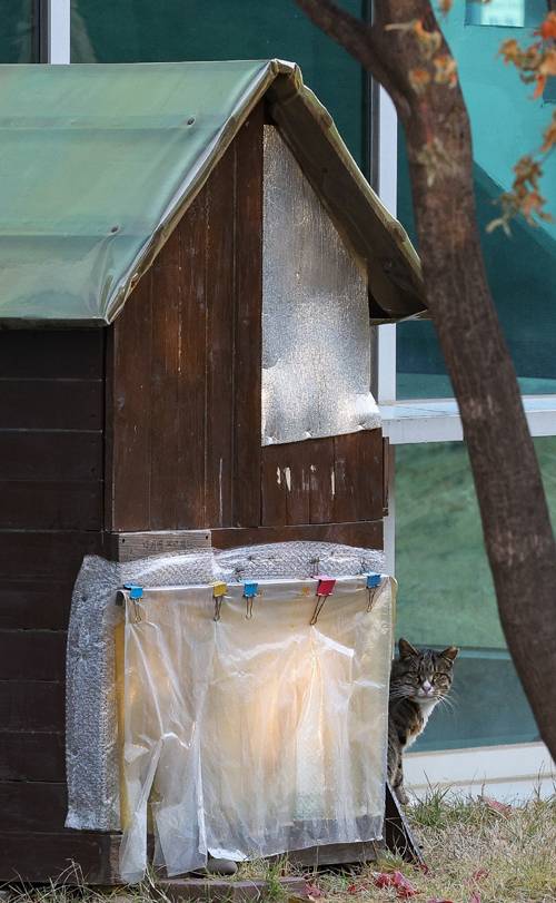 한 길고양이가 서울 여의도 국회 의원회관 인근의 고양이 집에서 나온 뒤 경계하고 있다.