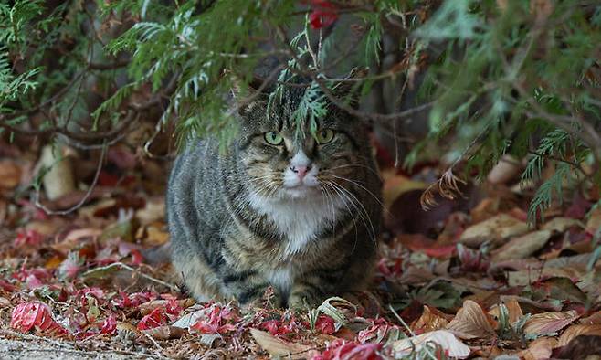한 길고양이가 서울 여의도 국회 의원회관 인근의 고양이 집에서 나온 뒤 경계하고 있다.