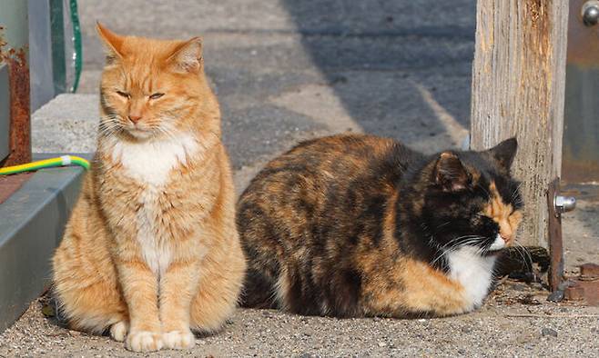 인천 옹진군 십리포해변의 버스정류장에서 고양이들이 햇볕을 쬐며 휴식을 취하고 있다.