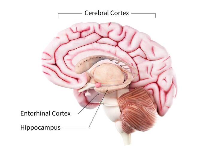 뇌 기억체계를 이루는 내후각피질(entorhinal cortex). 대뇌피질(cerebral cortex) 밑에서 장기기억을 맡은 해마(hippocampus)와 정보를 나눈다./미 국립보건원