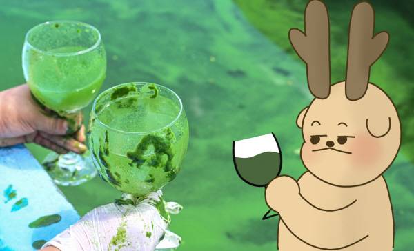 대한하천학회, 환경운동연합, 낙동강 네트워크 등 환경단체가 낙동강의 녹조가 낀 물을 퍼올리는 퍼포먼스를 하고 있다. 국제신문DB