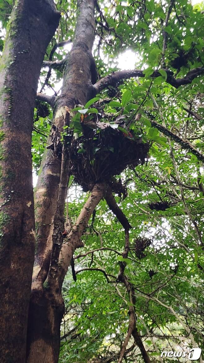 빗자루병 증상을 보이는 제주 비자림 내 아왜나무.(제주도세계유산본부 제공)