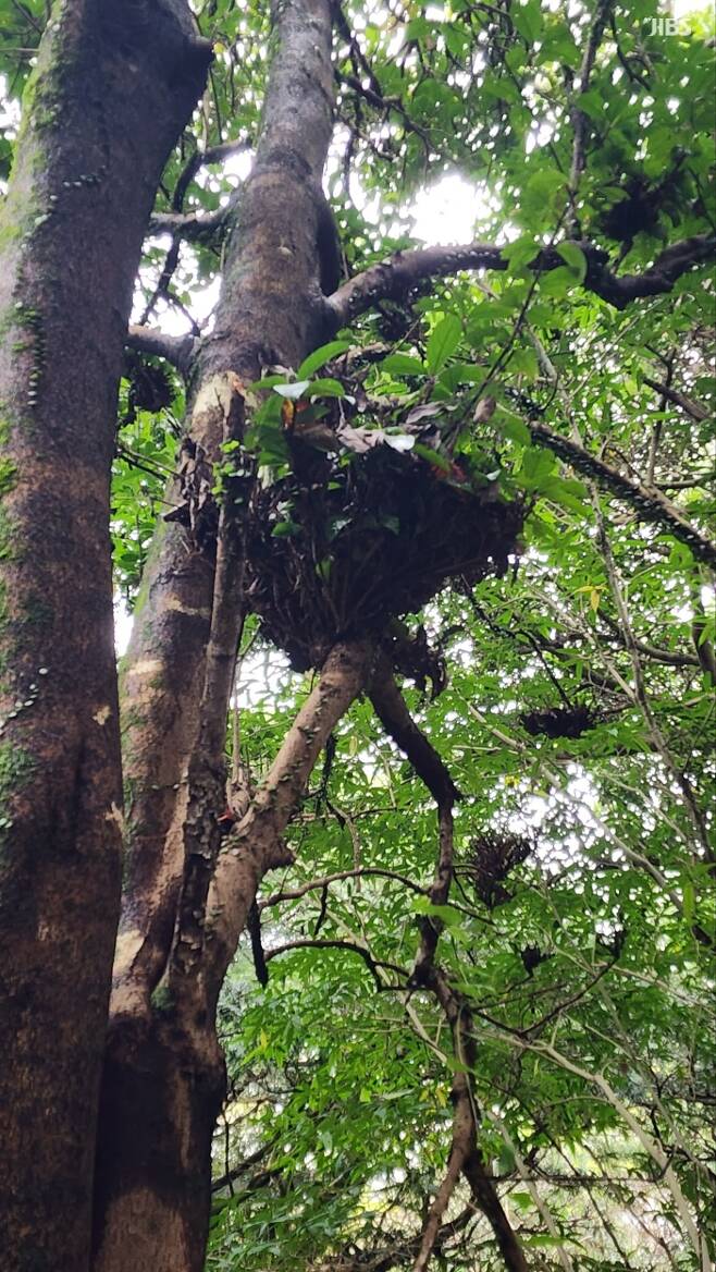 제주도 비자림에서 발견된 '빗자루병' 의심 증상 아왜나무(제주도세계유산본부 제공)