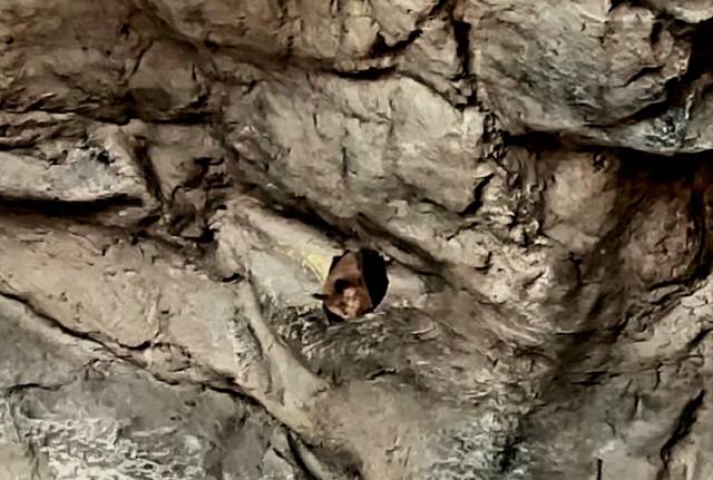 ▲ 도심속에 위치한 동해 천곡황금박쥐동굴에 청소년 단체 관람객수가 지난해 299명이던 것이 올들어 12월 4일까지 1195명으로 급격히 증가했다. 황금박쥐 모습.