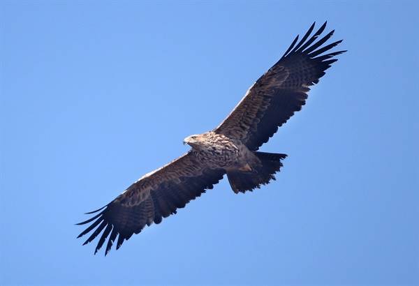 멸종위기에 있는 흰죽지수리. 사진 제공=한국조류보호협회 창원지회