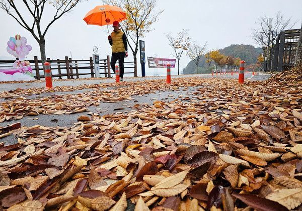 가을비가 내리는 가운데 강원 춘천시 삼천동의 낙엽 쌓인 산책로를 한 시민이 걷고 있다. ⓒ연합뉴스