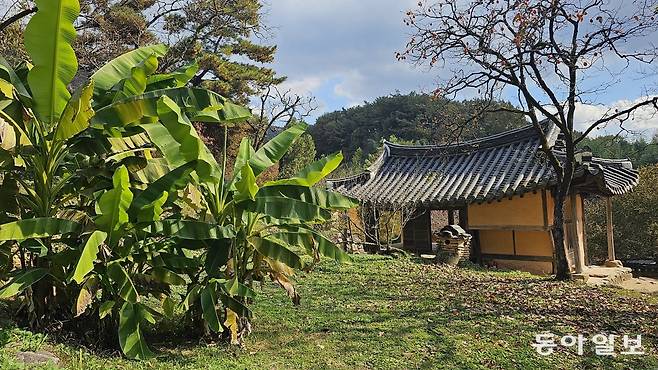 소쇄원 제월당 뒤 파초. 조선 사대부는 석양빛과 그림자, 바람 눈 빗소리 등 공감각을 활용해 자연을 감상했다. 담양=김선미 기자